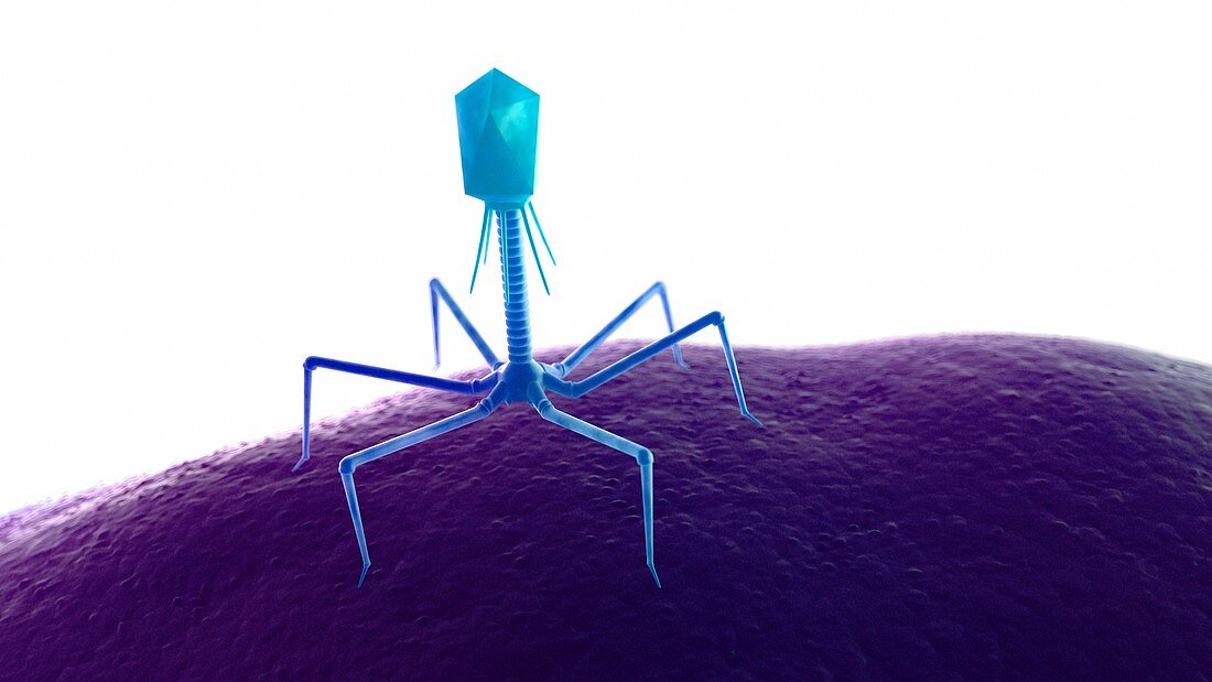 Illustration of a bacteriophage on a bacteria