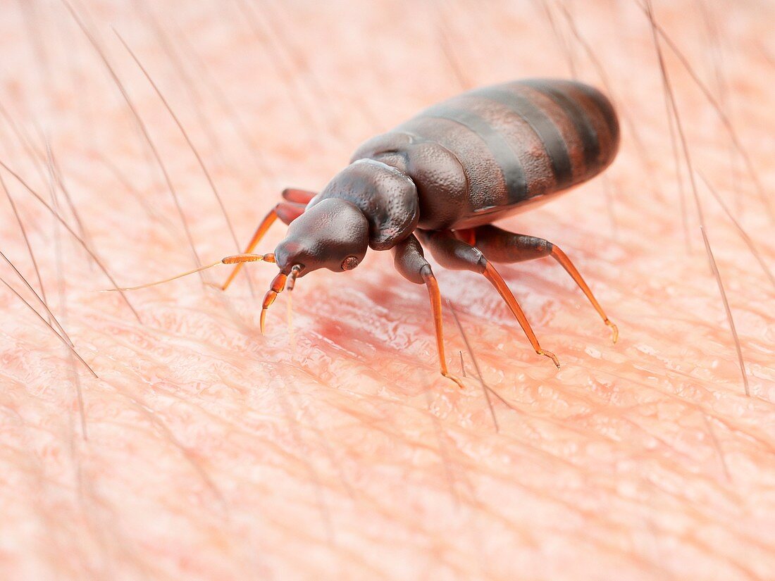 Illustration of a bedbug on human skin