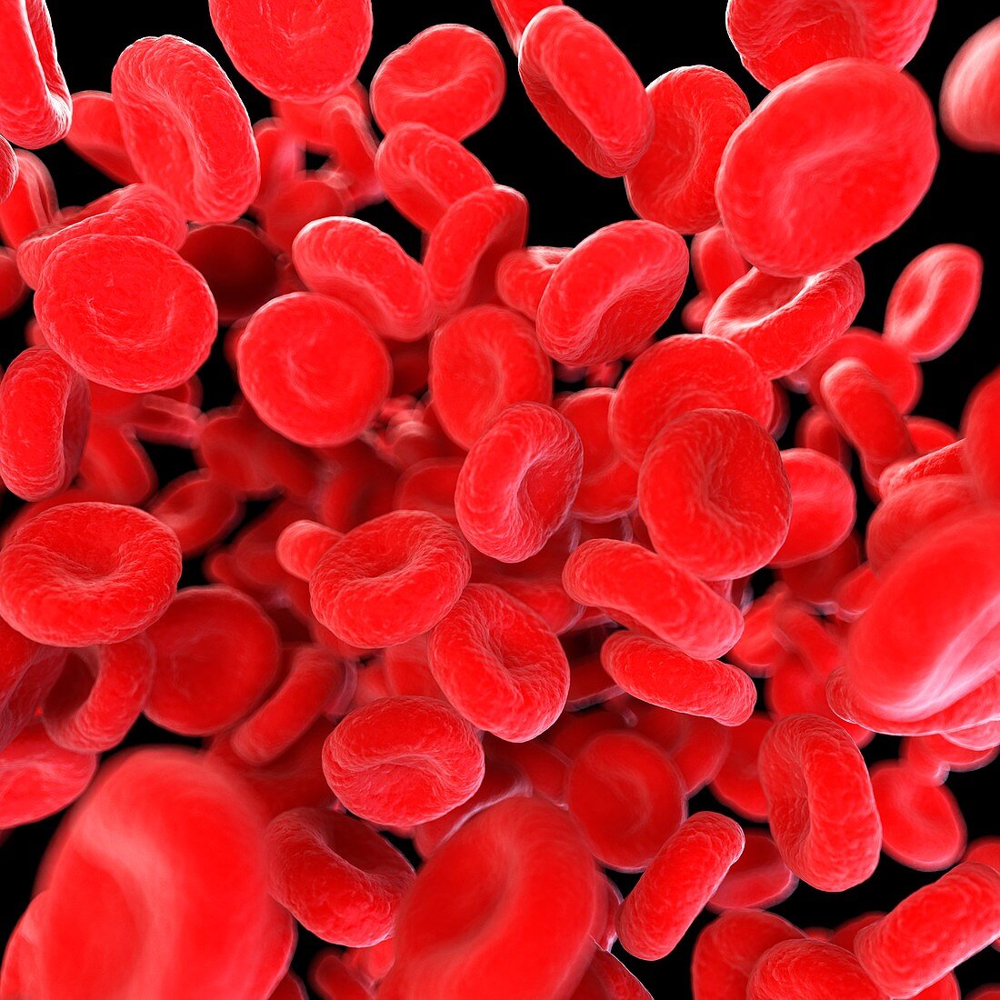 Illustration of human blood cells