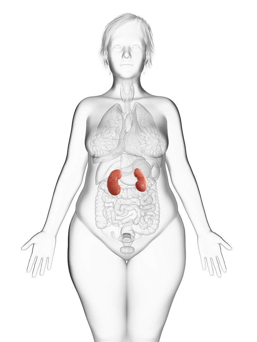 Illustration of an obese woman's kidneys