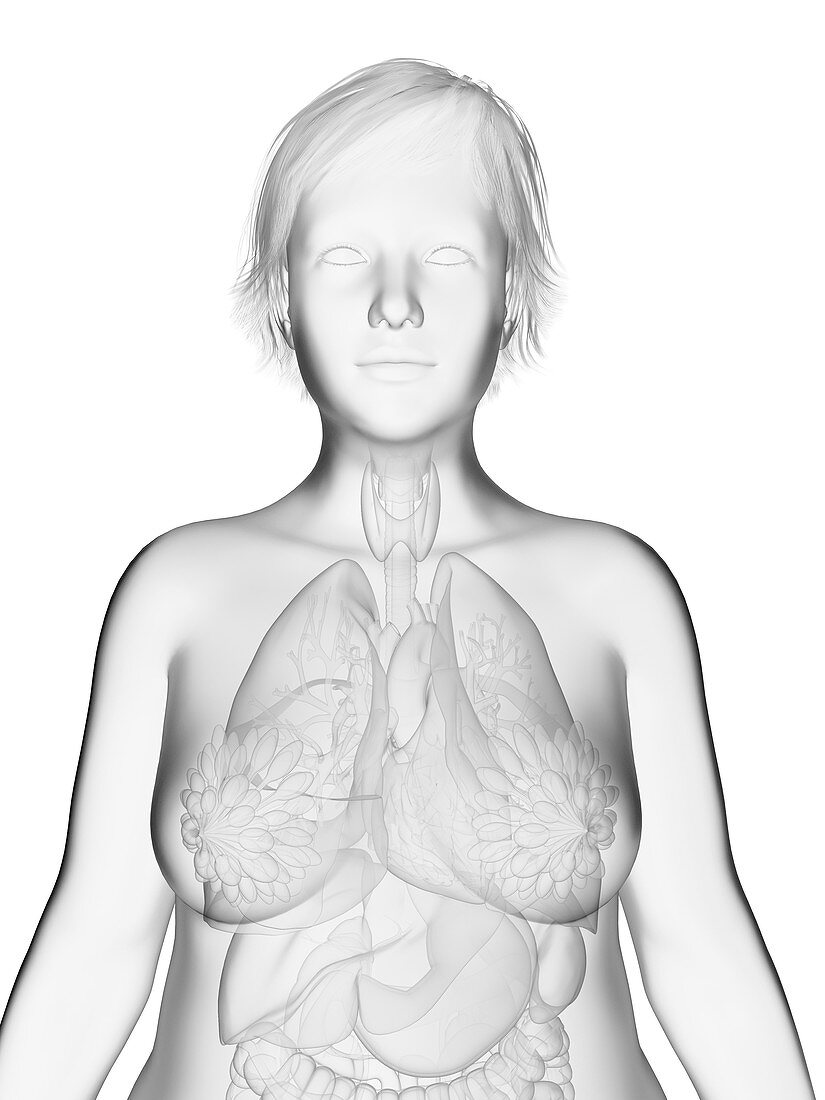 Illustration of an obese woman's organs