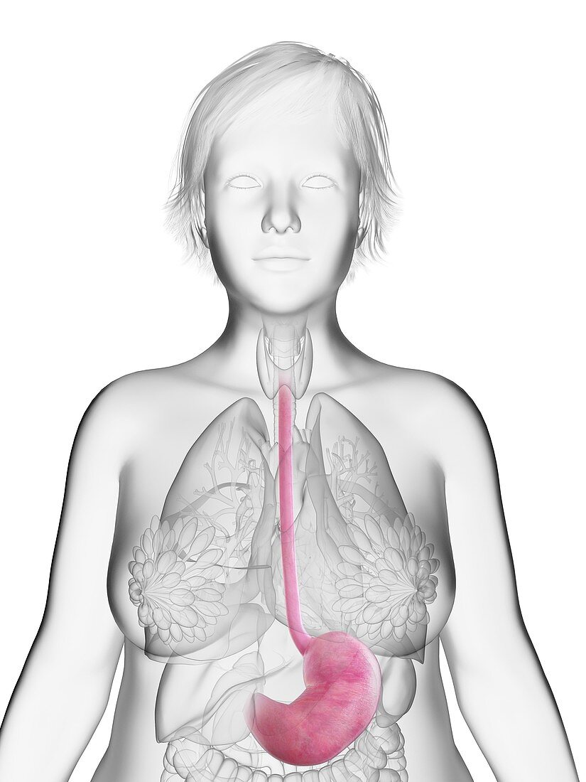 Illustration of an obese woman's stomach