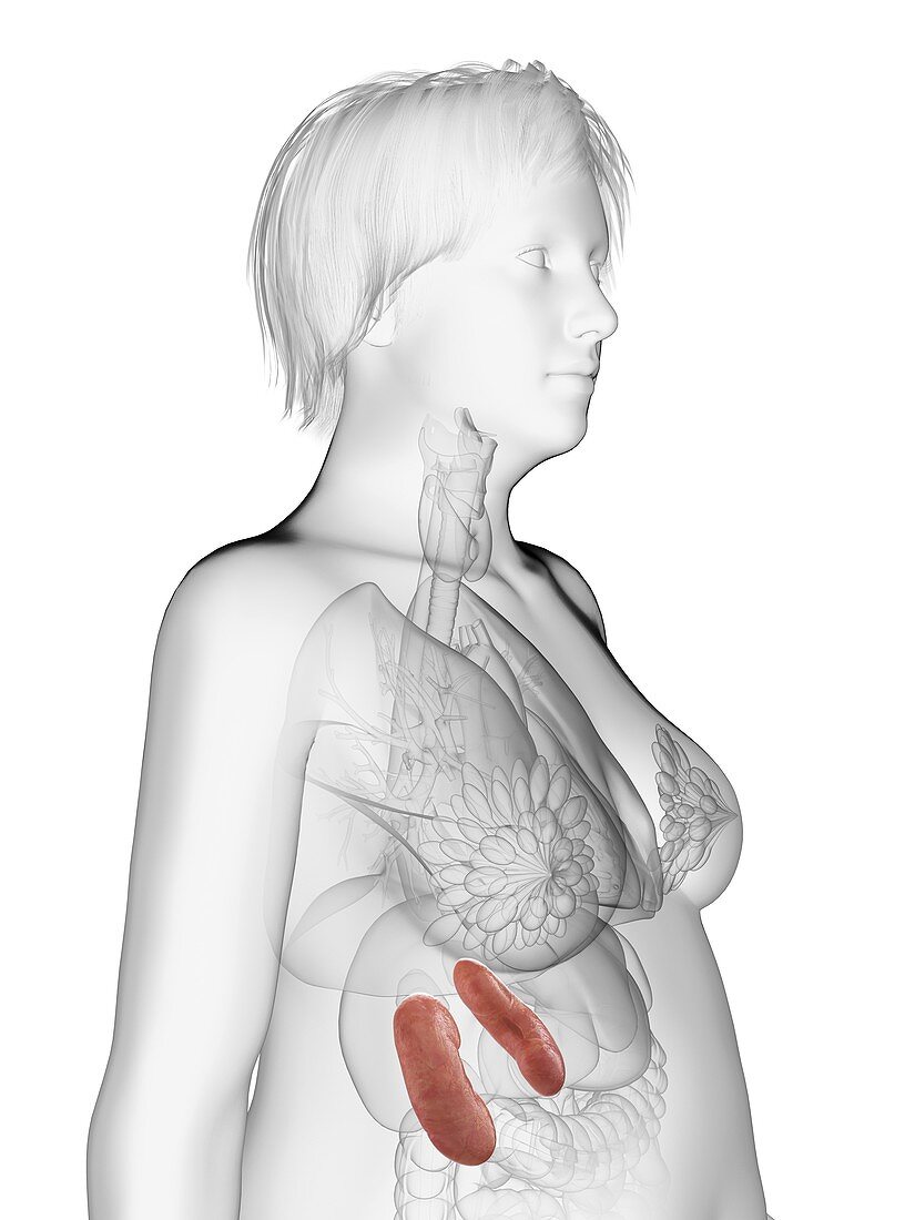 Illustration of an obese woman's kidneys