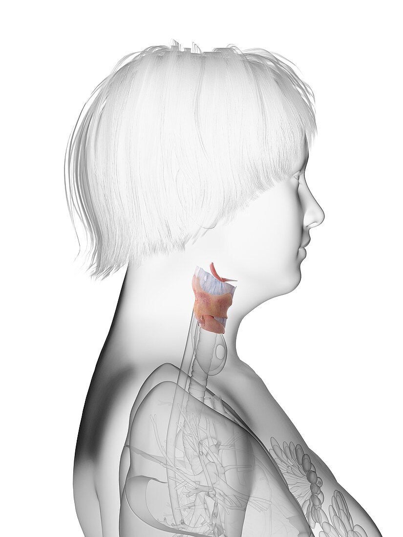 Illustration of an obese woman's larynx