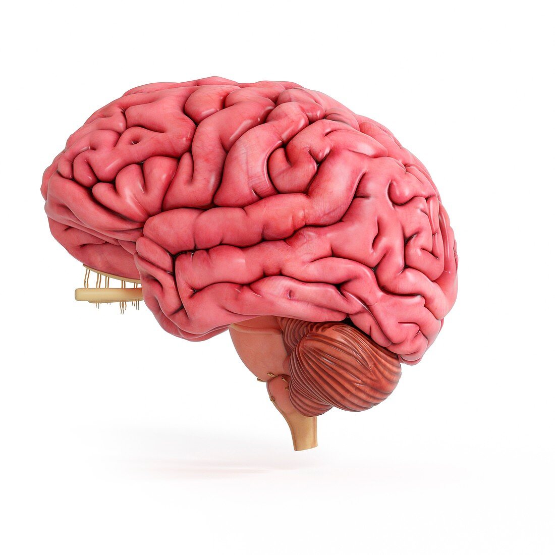 Illustration of a realistic human brain