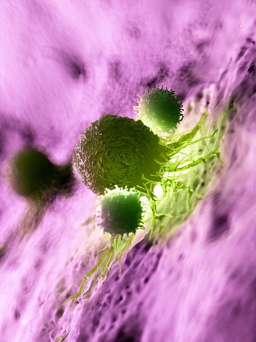 Illustration of a cancer cell being attacked by white blood