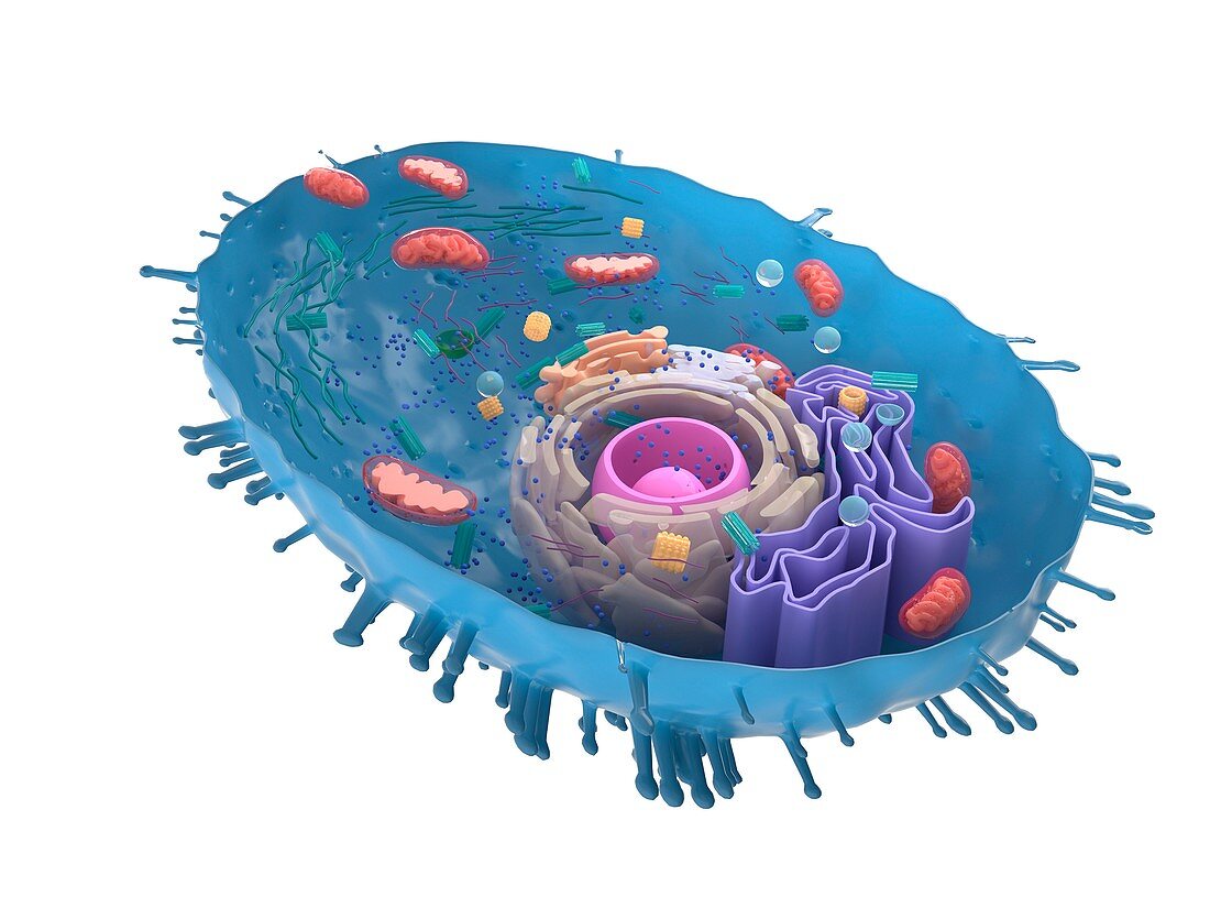 Illustration of a human cell cross-section