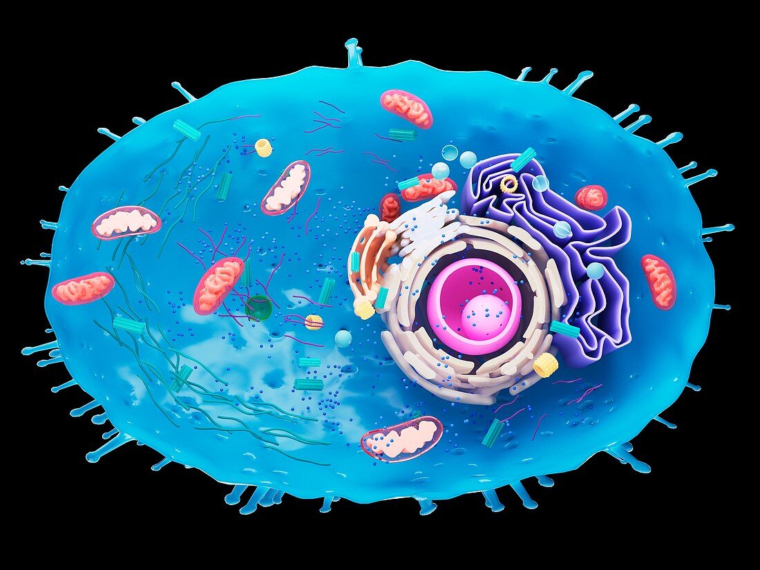 Illustration of a human cell cross-section