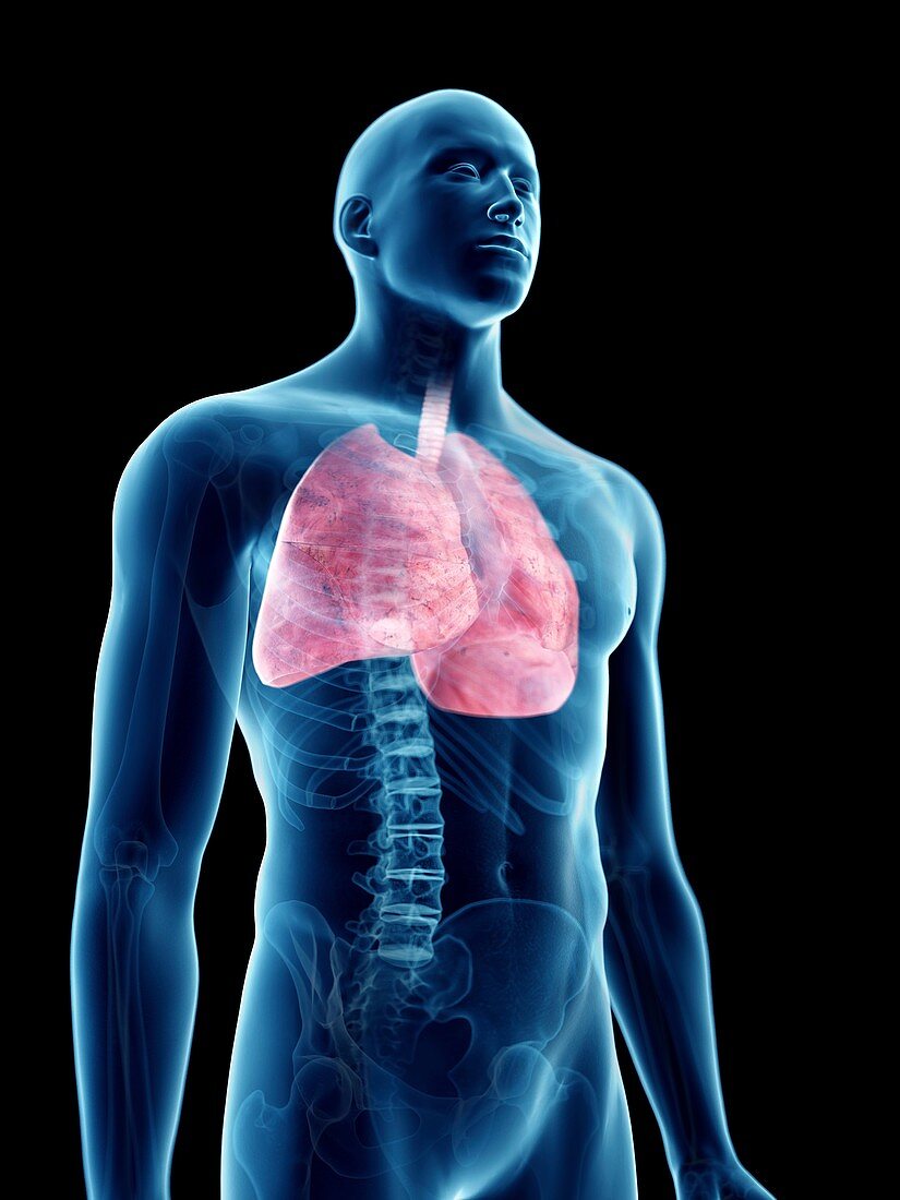 Illustration of a man's lung