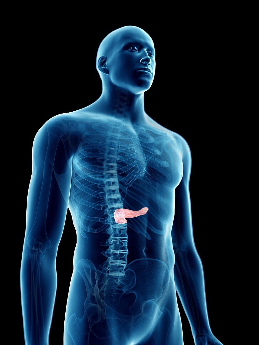 Illustration of a man's pancreas