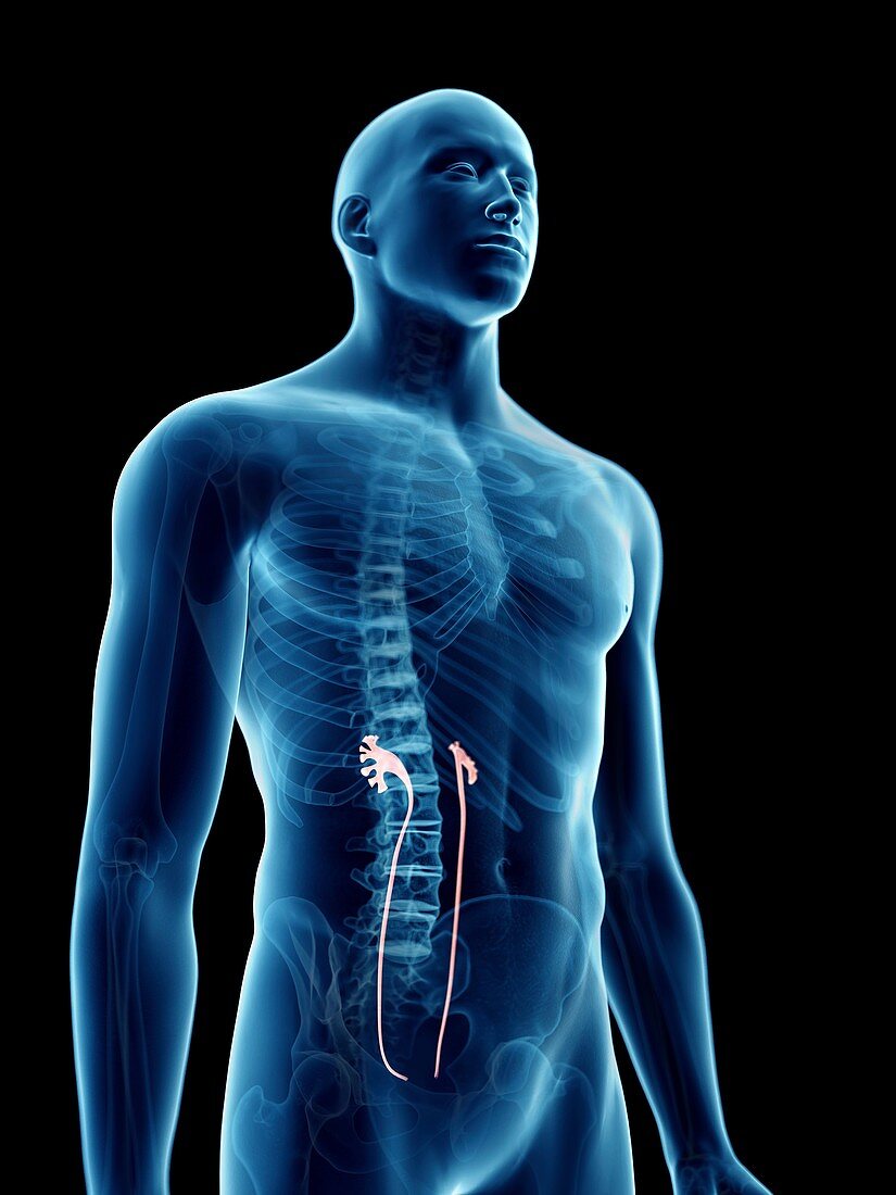 Illustration of a man's ureters