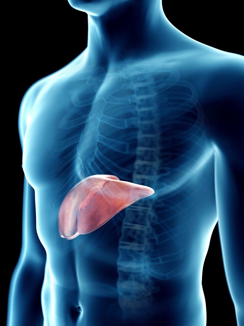 Illustration of a man's liver