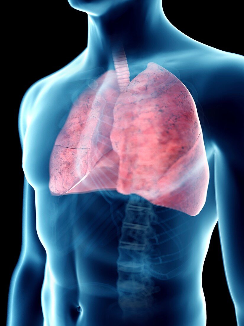 Illustration of a man's lung