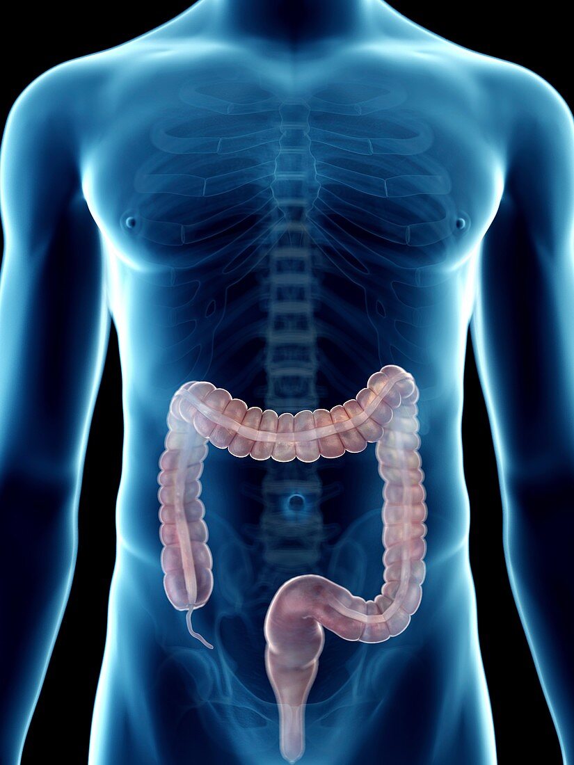 Illustration of a man's colon