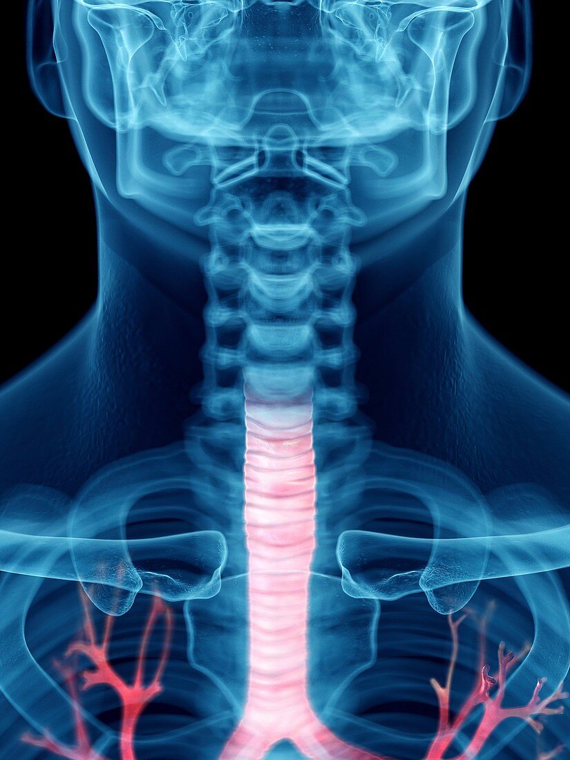 Illustration of a man's trachea