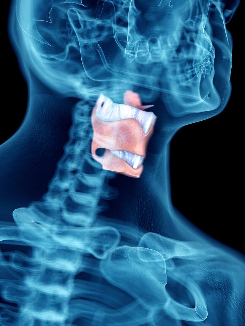 Illustration of a man's larynx