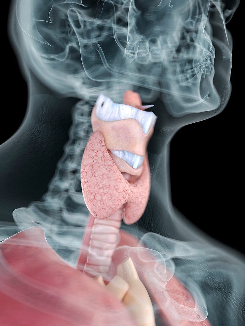 Illustration of a man's throat anatomy