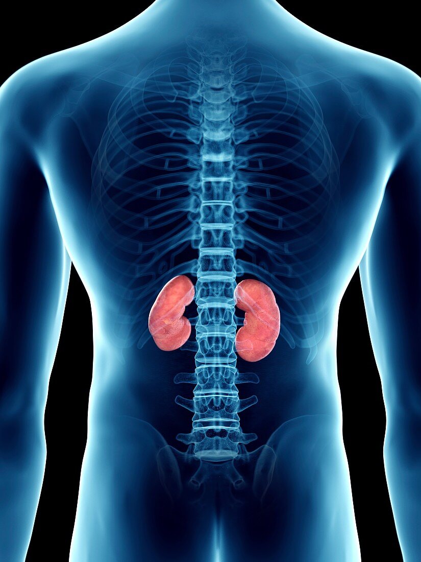 Illustration of a man's kidneys