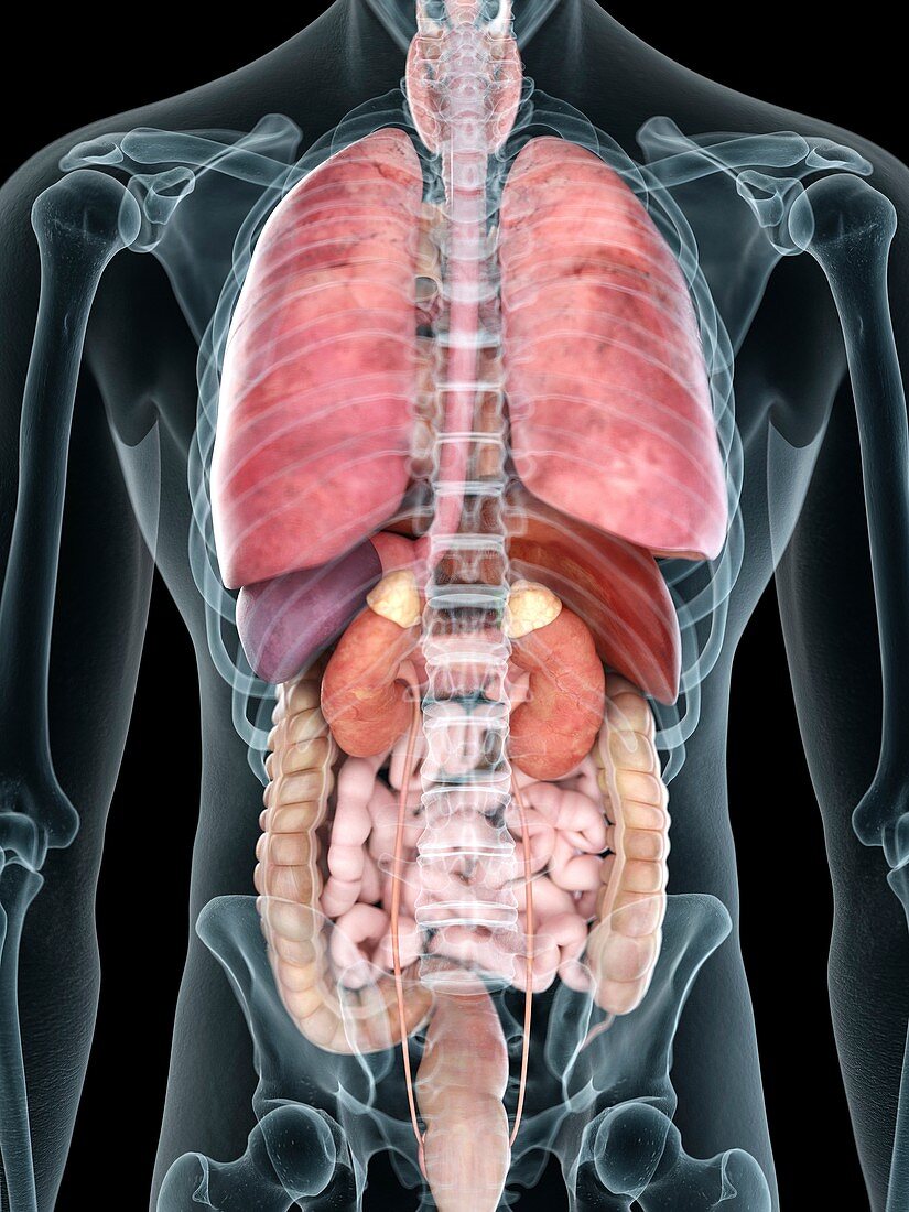 Illustration of a man's internal organs