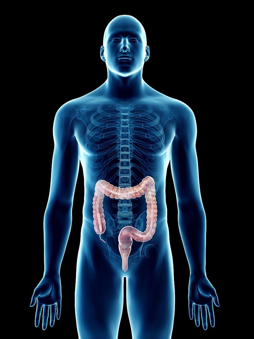 Illustration of a man's colon