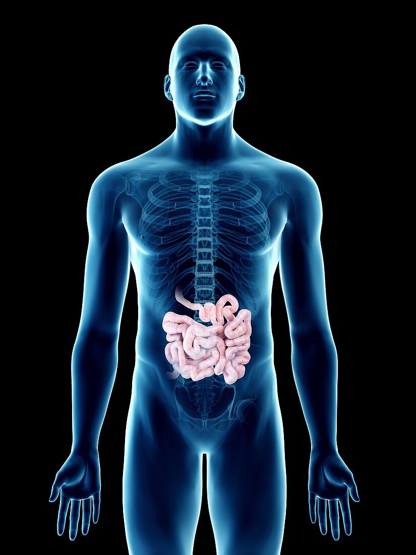 Illustration of a man's small intestine