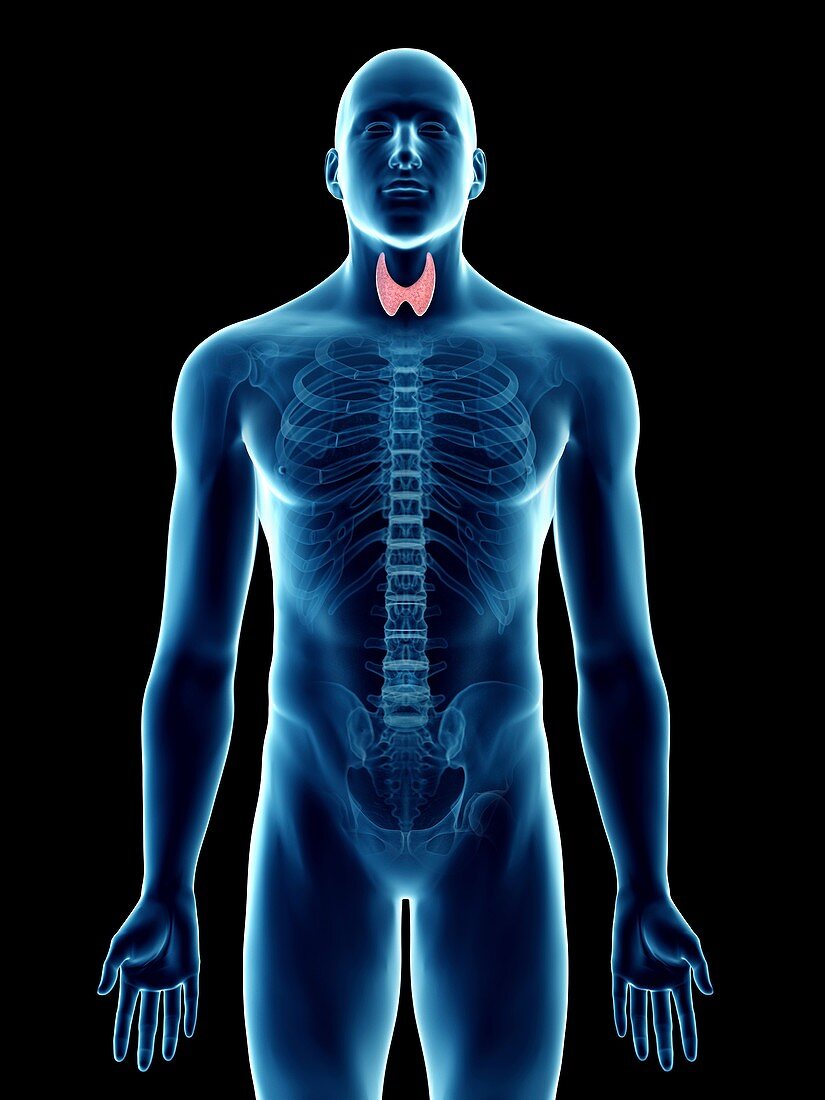 Illustration of a man's thyroid gland