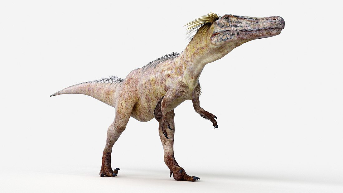 Illustration of a austoraptor