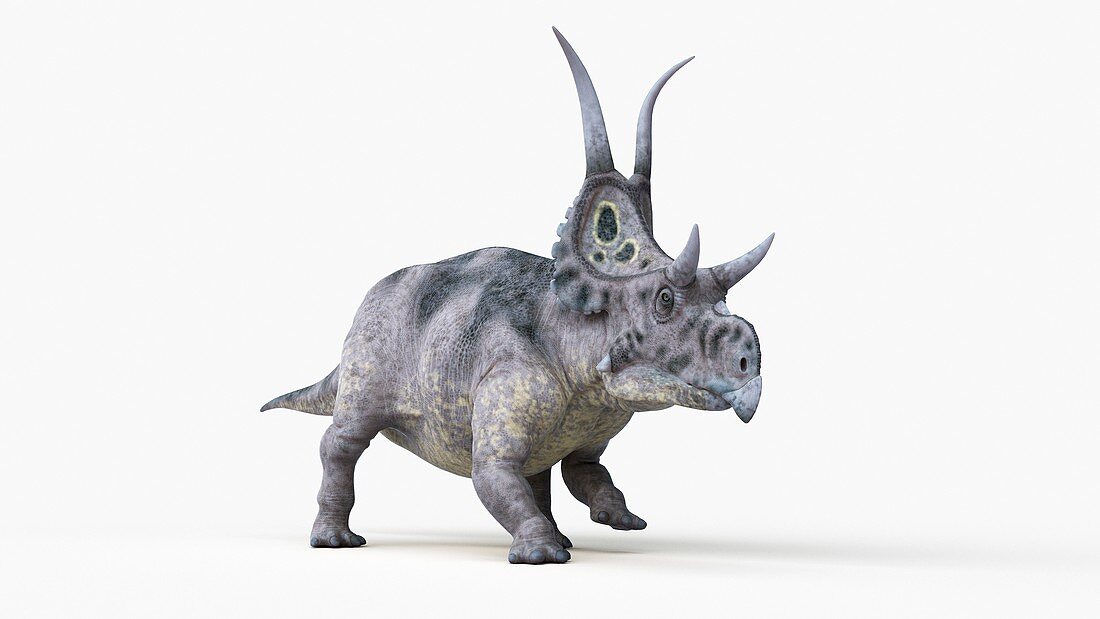 Illustration of a diabloceratops