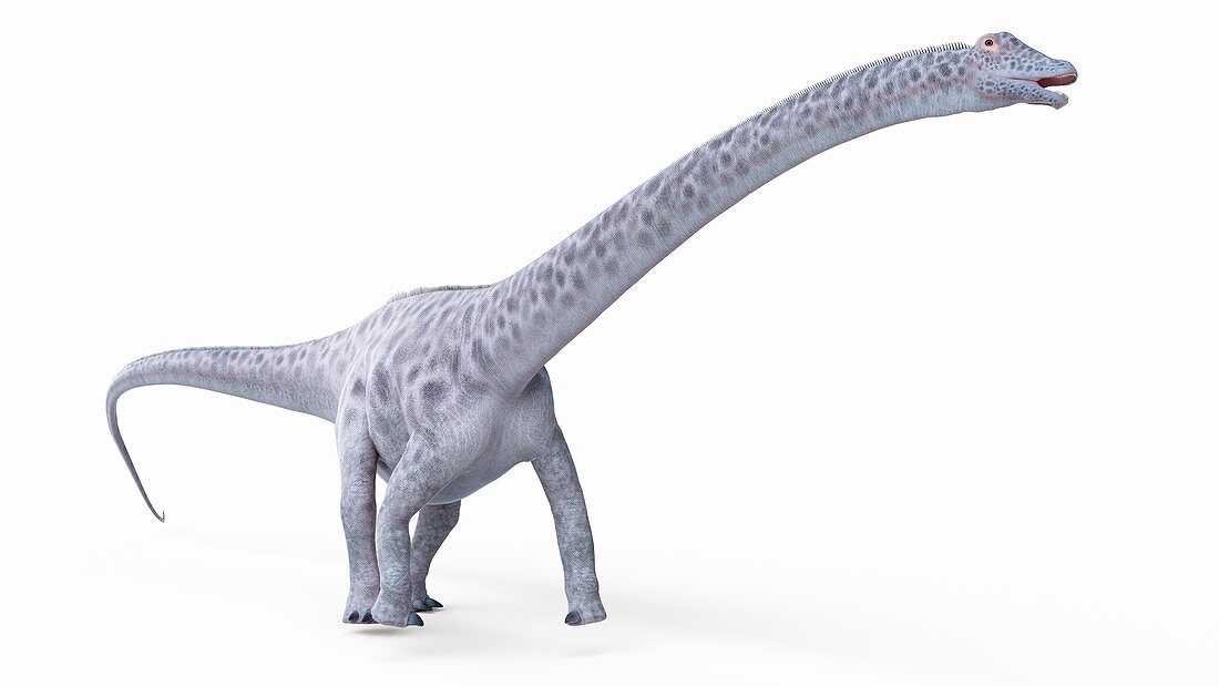 Illustration of a diplosaurus