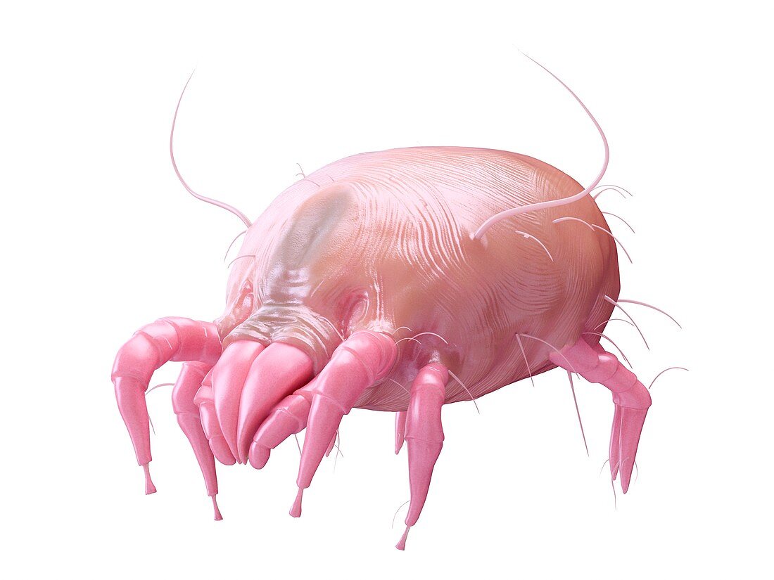 Illustration of a dust mite