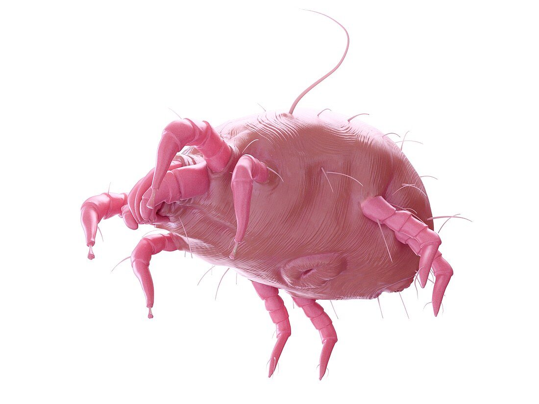 Illustration of a dust mite