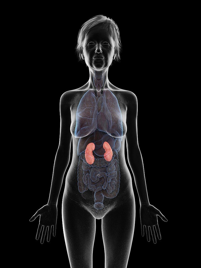 Illustration of an old woman's kidneys