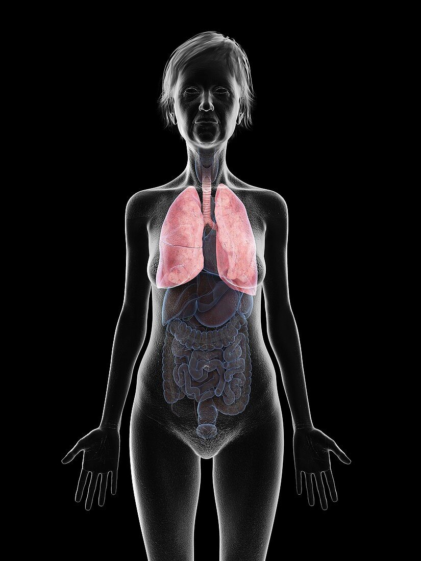 Illustration of an old woman's lung