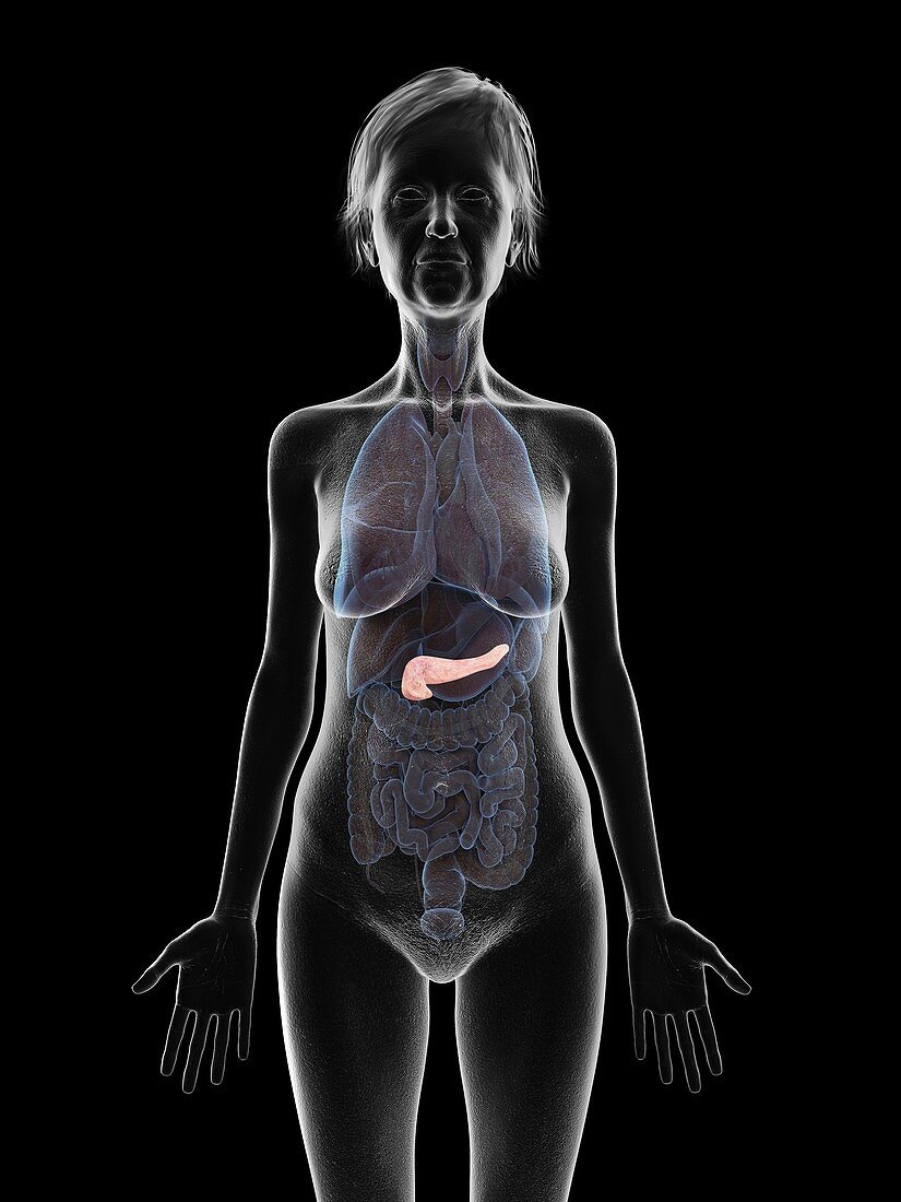Illustration of an old woman's pancreas