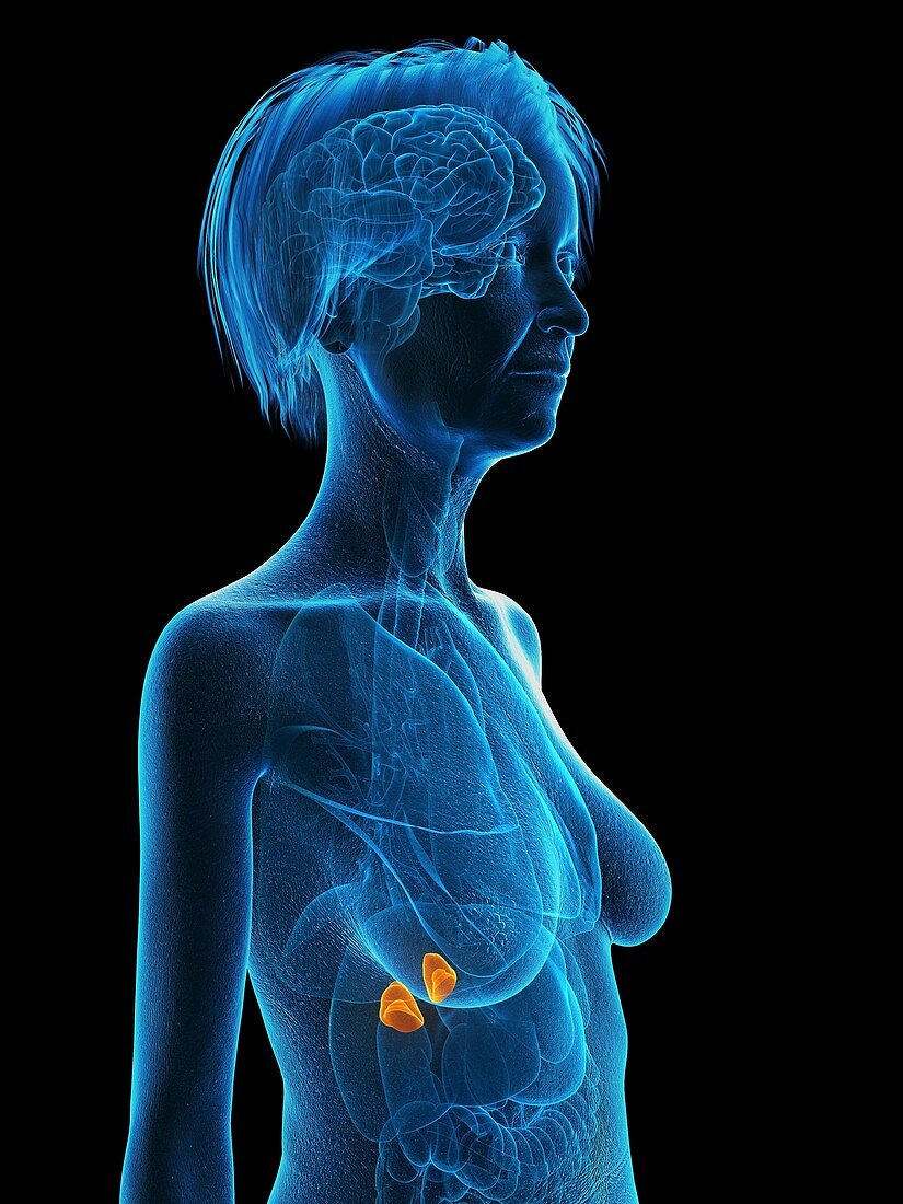 Illustration of an old woman's adrenal glands