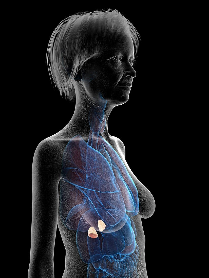Illustration of an old woman's adrenal glands