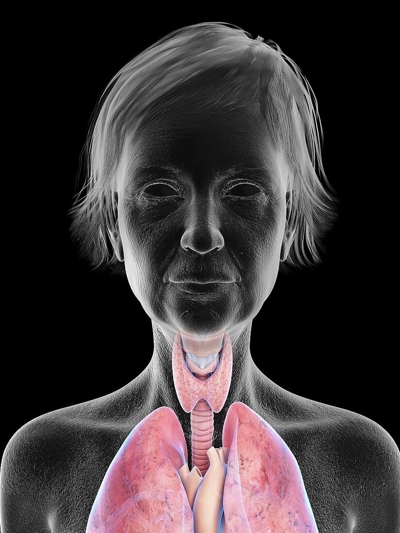 Illustration of an old woman's throat anatomy