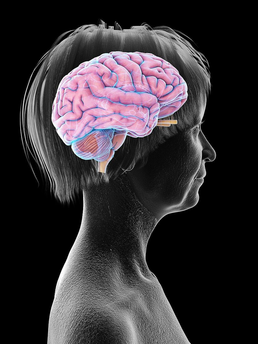 Illustration of an old woman's brain