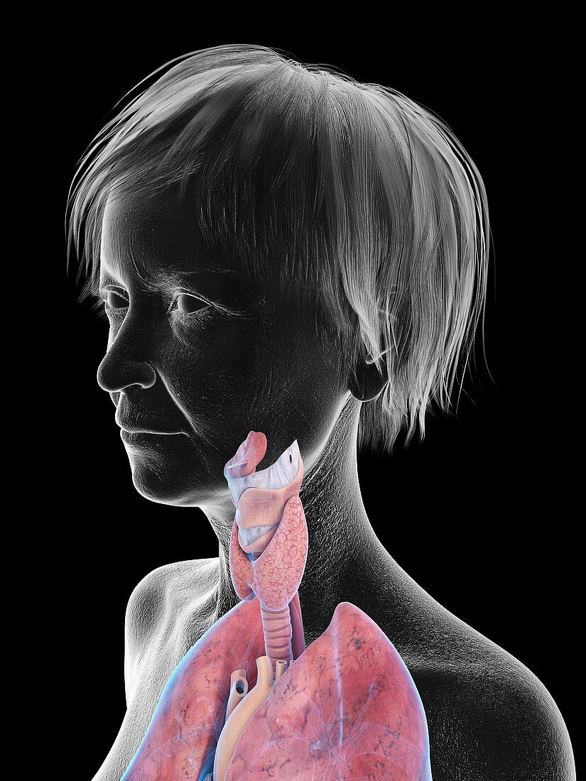 Illustration of an old woman's throat anatomy