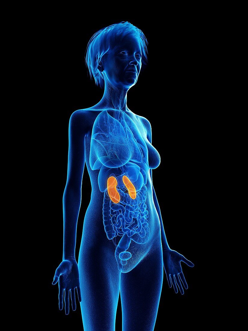 Illustration of an old woman's kidneys