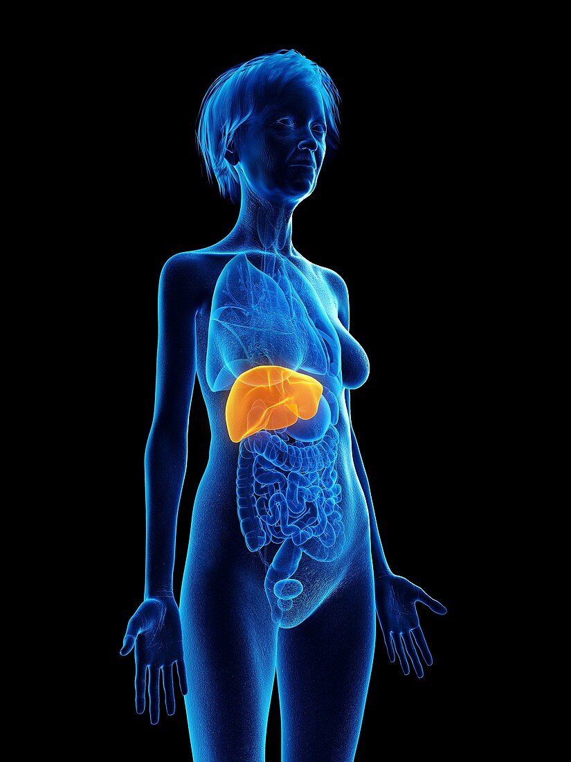 Illustration of an old woman's liver