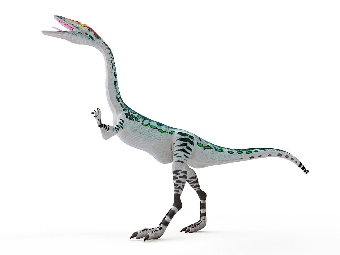 Illustration of a Coelophysis