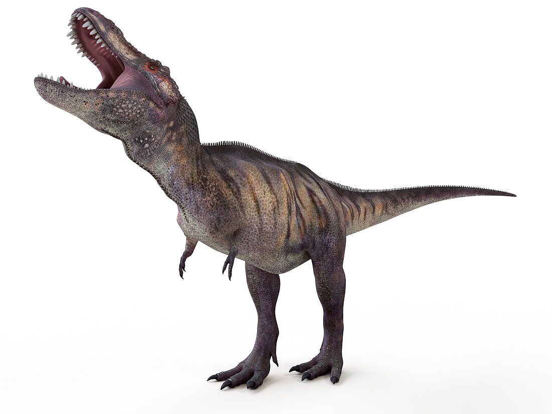 Illustration of a tyrannosaurus rex