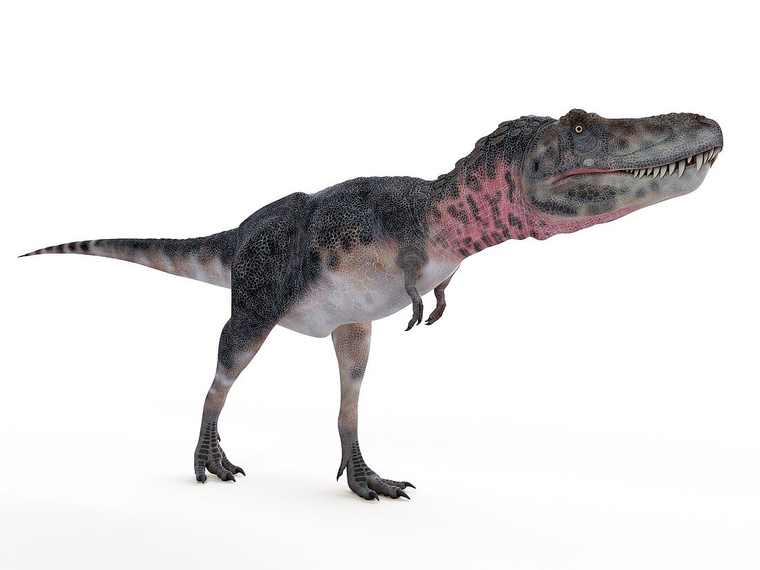 Illustration of a tarbosaurus