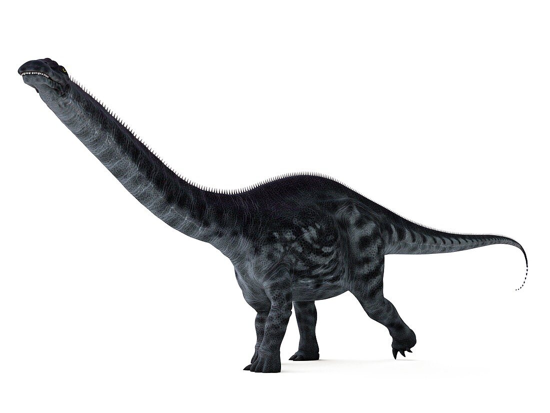 Illustration of a apatosaurus