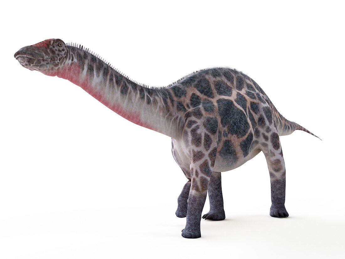 Illustration of a Dicraeosaurus