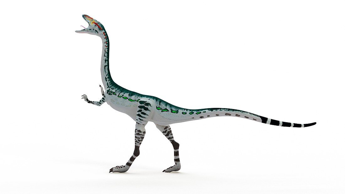 Illustration of a Coelophysis
