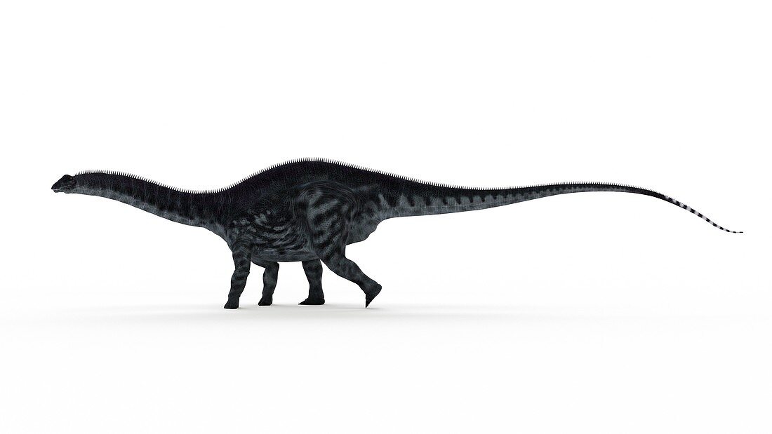 Illustration of a apatosaurus