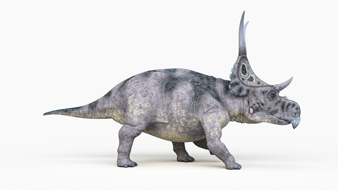 Illustration of a diabloceratops