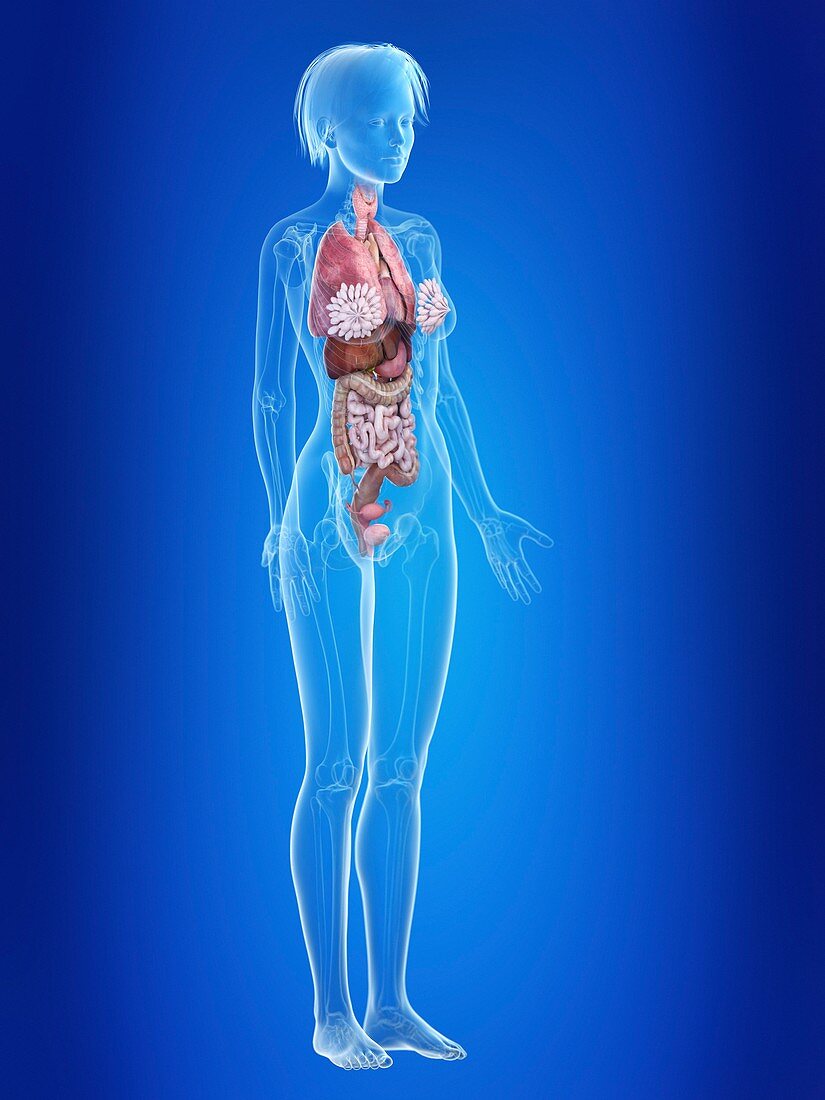 Illustration of a woman's organs